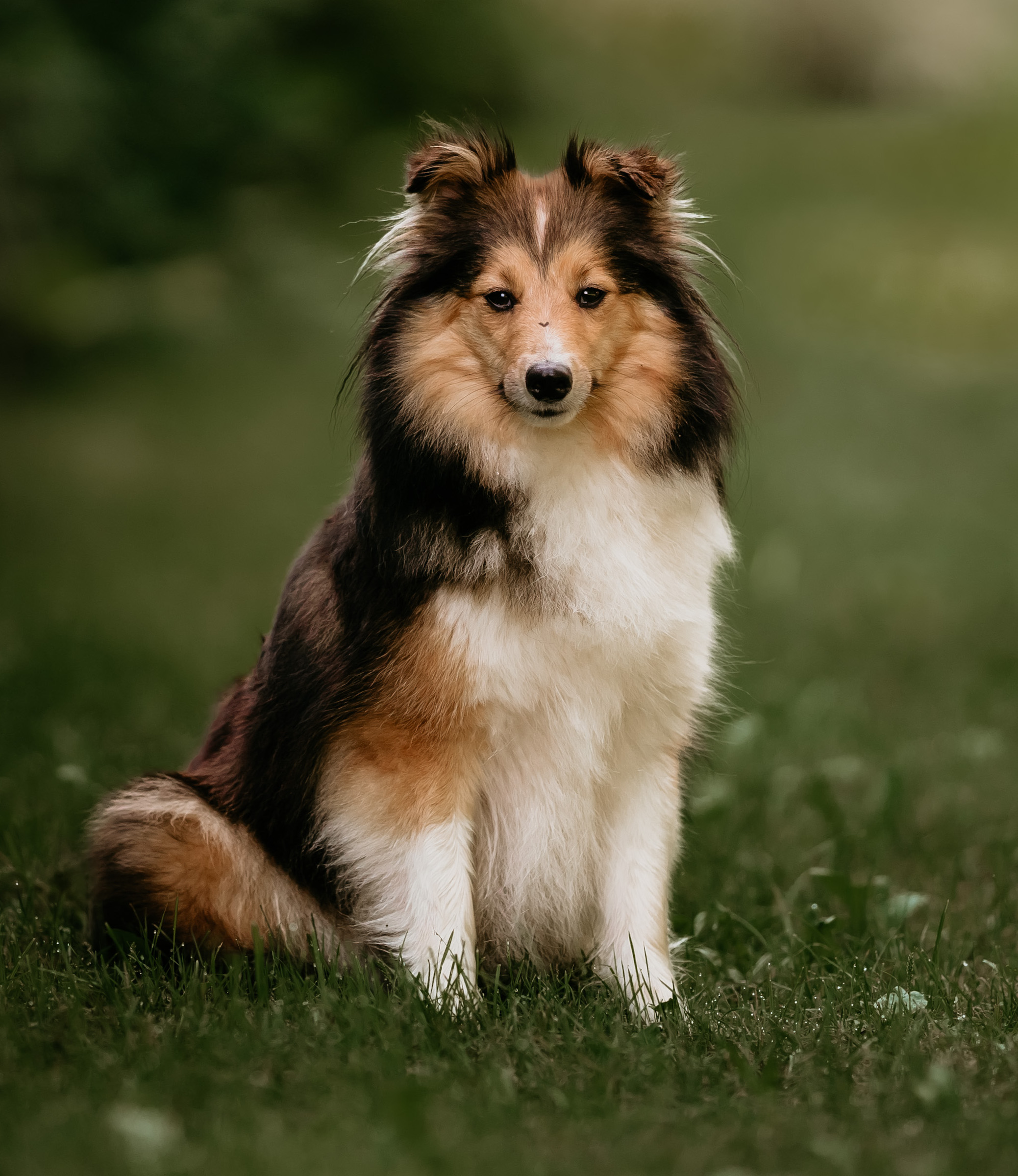 Pictures of hot sale sheltie puppies