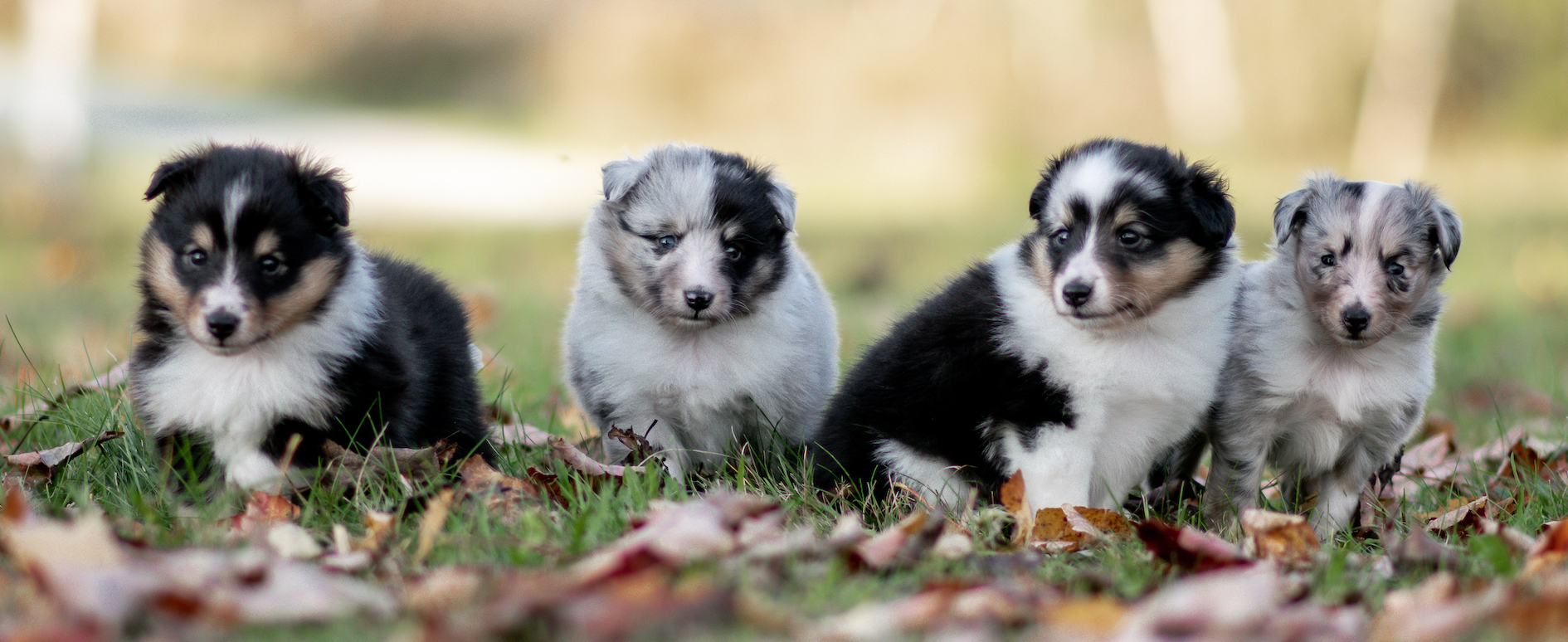 Fall puppies social